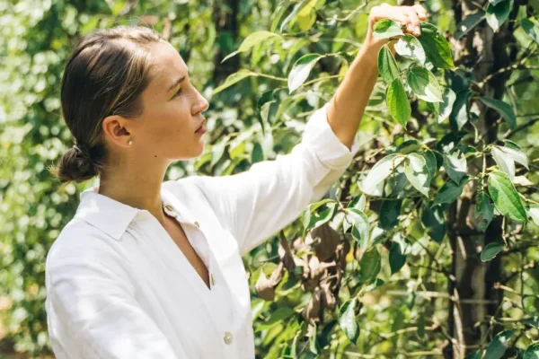 coffee plantation (1)