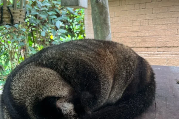 coffee plantation (3)