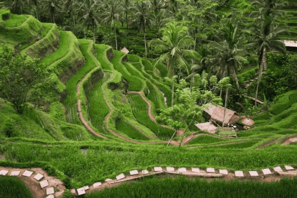 tegallalang rice terrace (1)