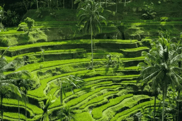 tegallalang rice terrace (2)
