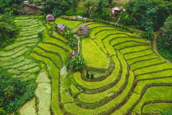 tegallalang rice terrace (3)